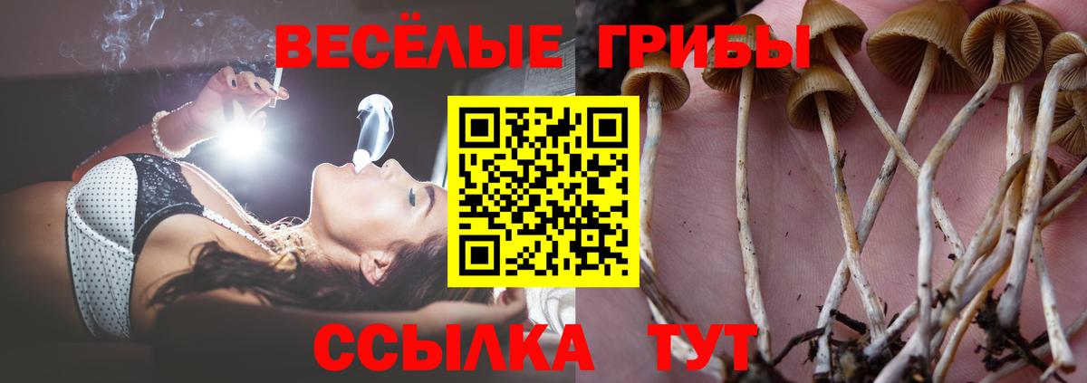 Псилоцибиновые грибы Psilocybe Можга